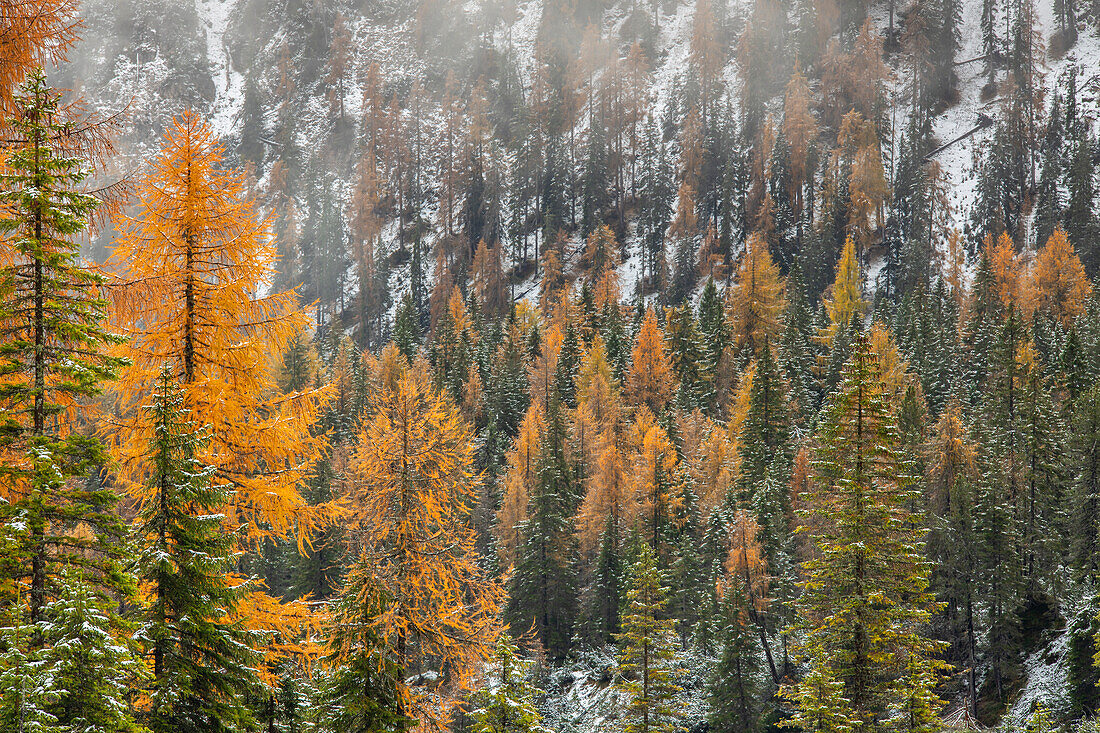 Bunte Bäume während des Herbstlaubs im Nebel, Tre Croci Pass Belluno, Venetien, Italien, Westeuropa