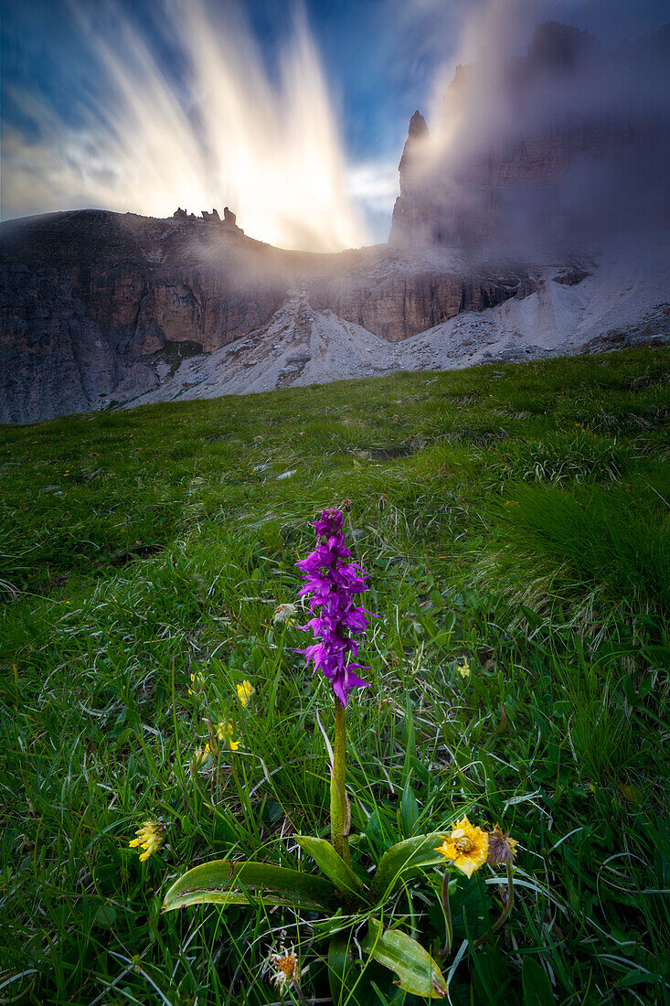Blick auf eine Orchidee während des Sonnenuntergangs auf dem Wanderweg nach Sass Pordoi, Trient, Trentino Südtirol, Italien, Südeuropa