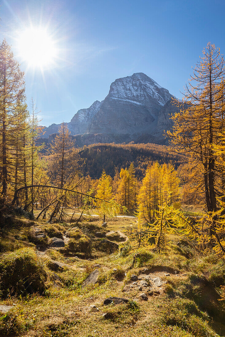Herbstlicher Blick auf den Monte Leone zwischen den bunten Lärchen. Alpe Veglia, Val Cairasca-Tal, Divedro-Tal, Ossola-Tal, Varzo, Piemont, Italien.