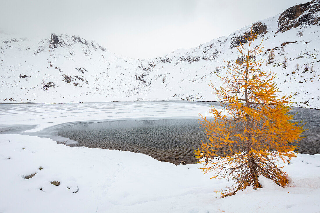 Blick auf eine orangefarbene Lärche im weißen Schnee des Pianboglio-Sees auf der Alpe Devero. Alpe Devero, Devero-Tal, Antigorio-Tal, Ossola-Tal, Piemont, Gemeinde Verbano Cusio Ossola, Italien.