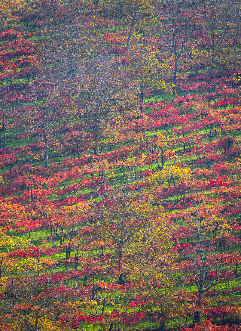 Herbstlicher Blick auf die Landschaft bei Castelvetro, Provinz Modena, Emilia Romagna, Italien.