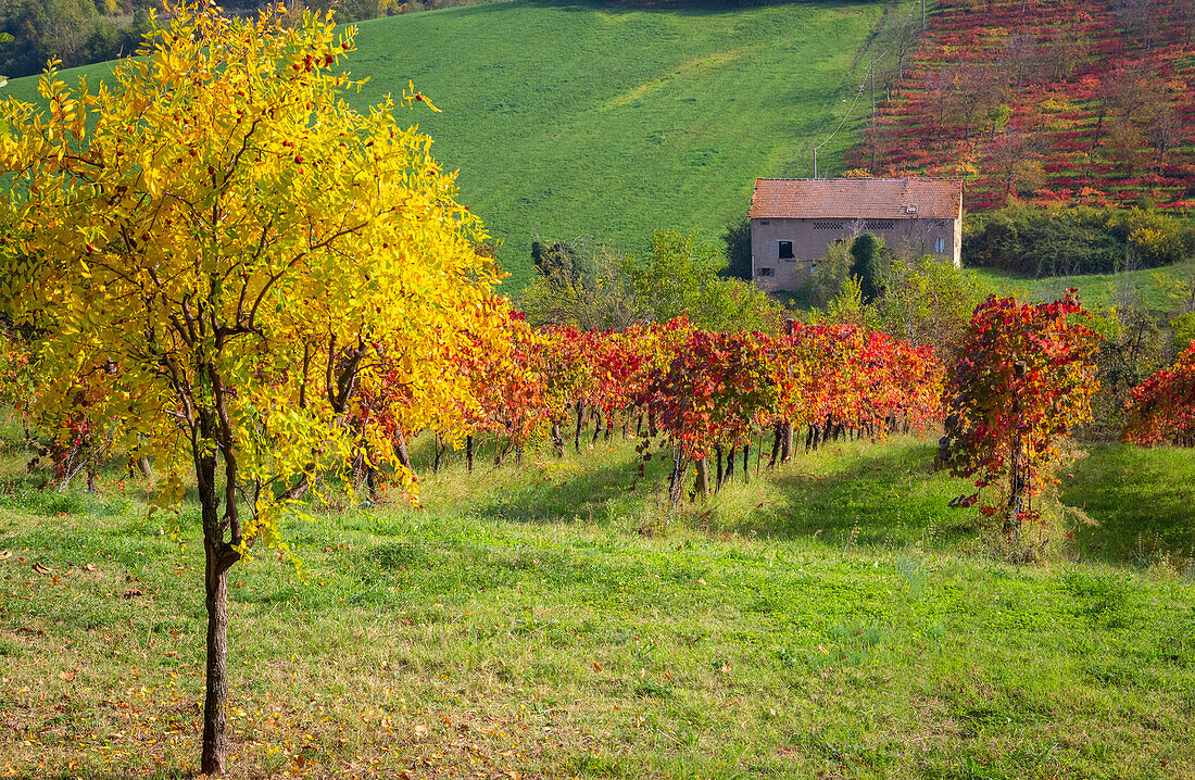 Herbstlicher Blick auf die Landschaft und die Weinberge bei Levizzano Rangone. Castelvetro, Provinz Modena, Emilia Romagna, Italien.