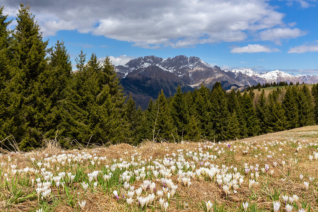 Krokusblüte auf dem Monte Pora, vor dem Berg Presolana. Songavazzo, Seriental, Bezirk Bergamo, Lombardei, Italien, Südeuropa.