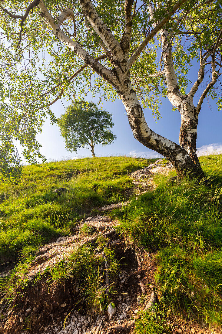 View of the lonely trees on the trail leading to Monte Chiusarella, varesine prealps, Parco Regionale del Campo dei Fiori, Varese district, Lombardy, Italy.