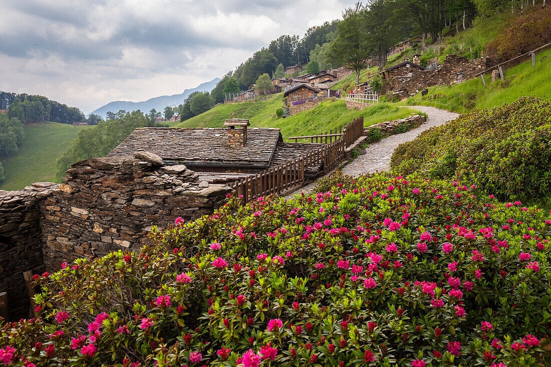 Blick auf die blühenden Rhododendren in Alpone di Curiglia im Frühling. Curiglia con Monteviasco, Veddasca-Tal, Bezirk Varese, Lombardei, Italien.