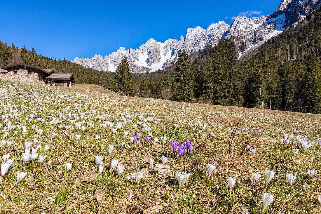 View of spring bloom of crocuses flowers at Campelli di Schilpario. Schilpario, Val di Scalve, Bergamo district, Lombardy, Italy, Southern Europe.