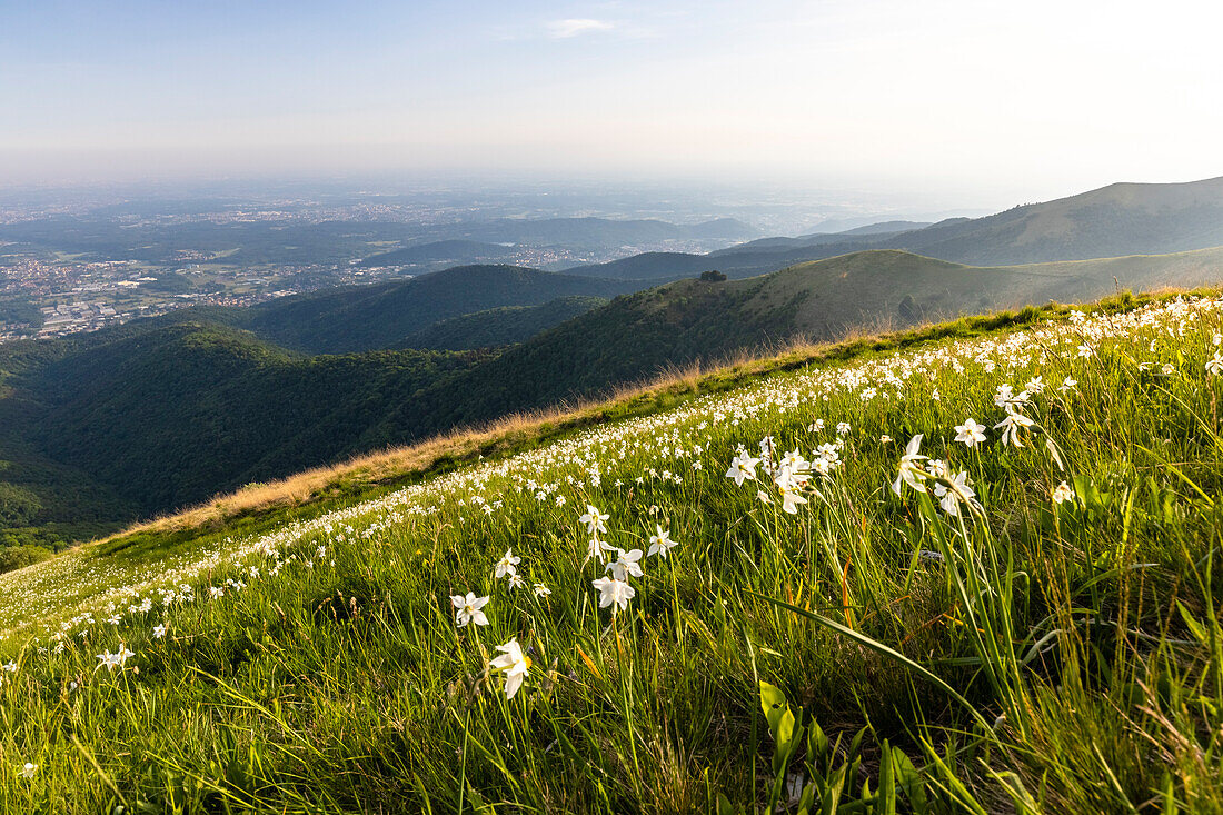 A spring sunset on the Bolettone mount and blooming of daffodils. Albavilla, Lake Como, Como district, Lombardy, Italy, Europe.