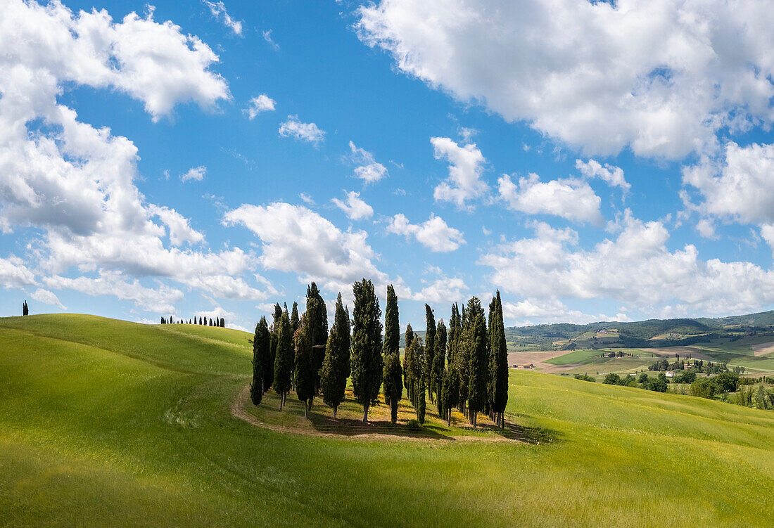 Luftaufnahme der berühmten San Quirico d'Orcia-Zypressen im Frühling. Val d'Orcia, Toskana, Italien.