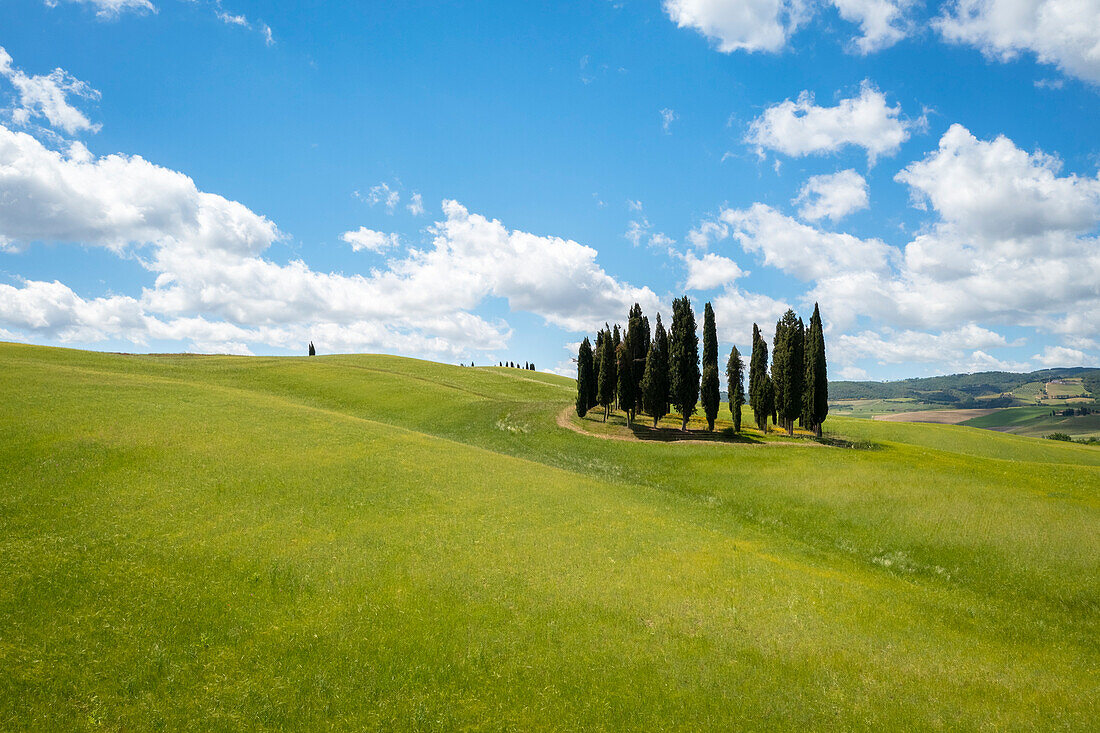 Luftaufnahme der berühmten Zypressen von San Quirico d'Orcia im Frühling. Val d'Orcia, Toskana, Italien.