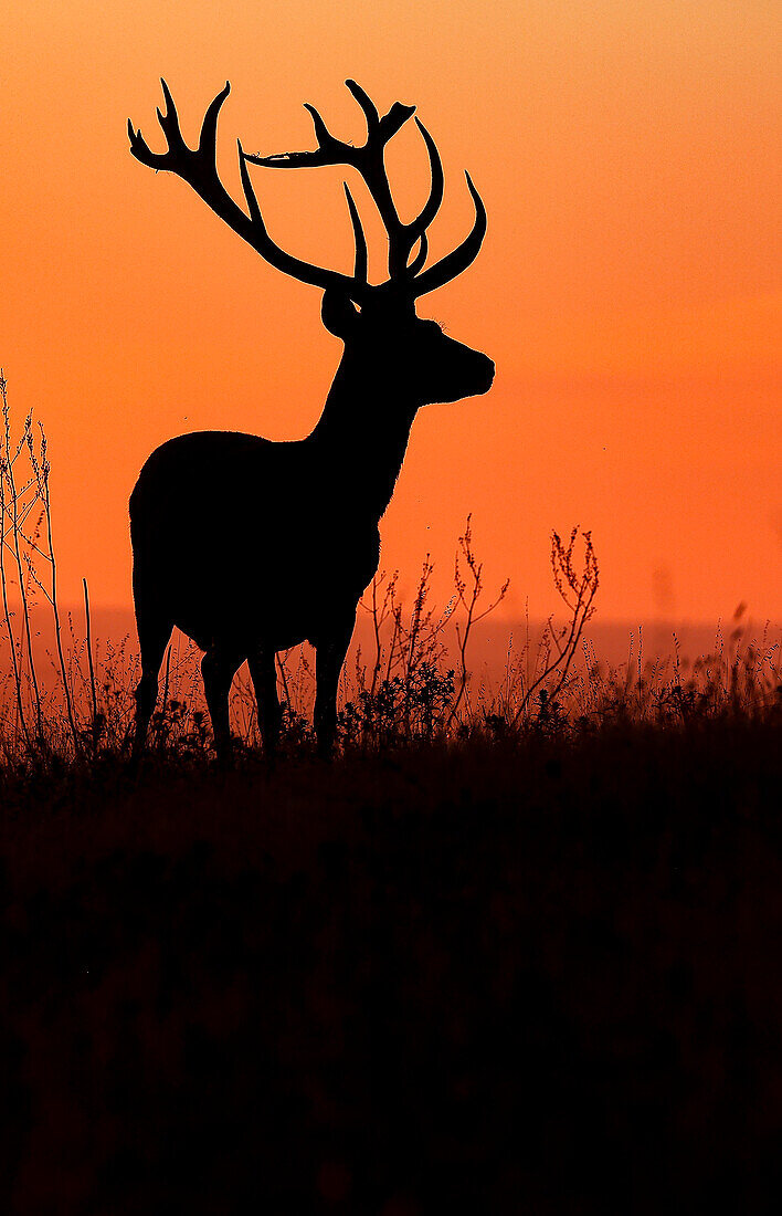 Rothirsch (Cervus elaphus) bei Sonnenuntergang, Donaudelta, Rumänien