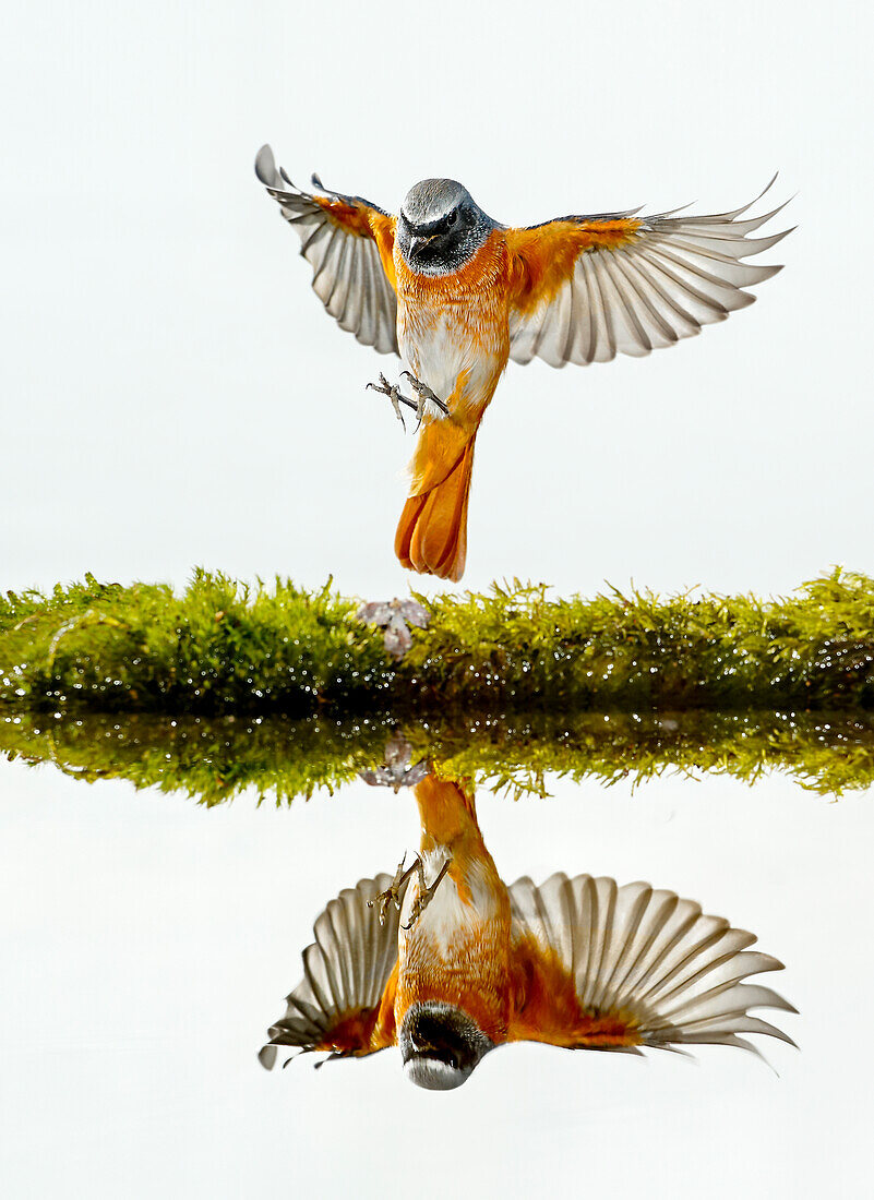 Common Redstart (Phoenicurus phoenicurus), Spain