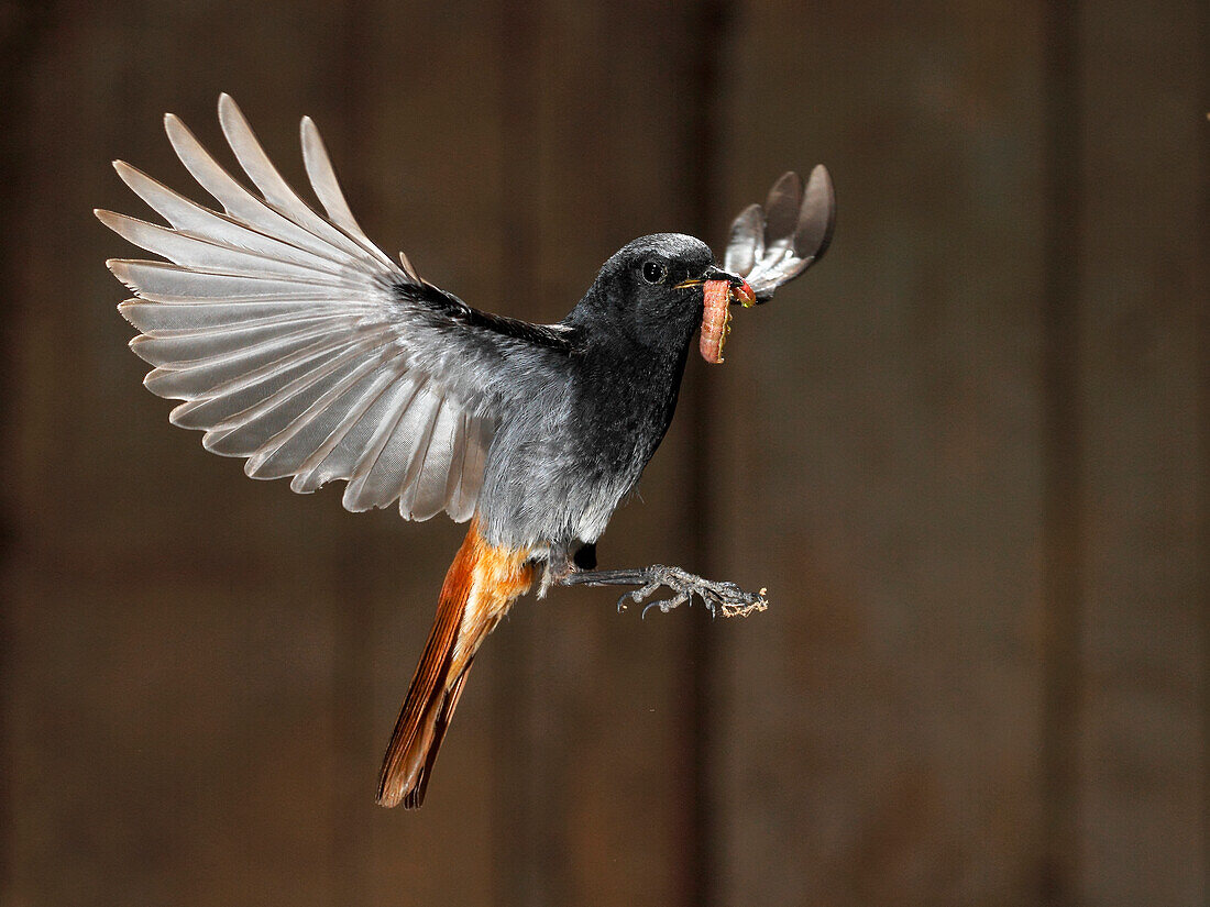 Black Redstart (Phoenicurus ochruros) flying with prey, Spain
