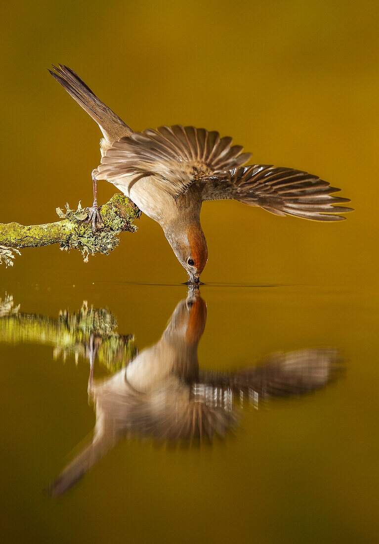 Mönchsgrasmücke (Sylvia atricapilla) beim Trinken, Salamanca, Castilla y León, Spanien