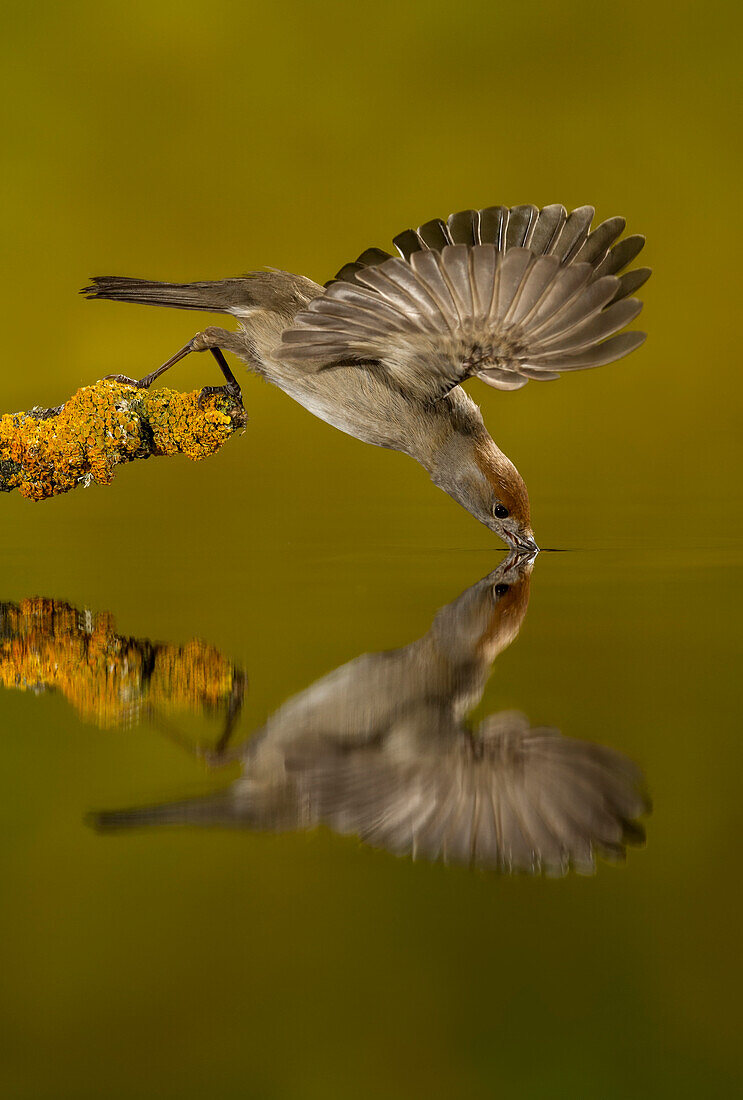 Mönchsgrasmücke (Sylvia atricapilla) beim Trinken, Salamanca, Kastilien und León, Spanien