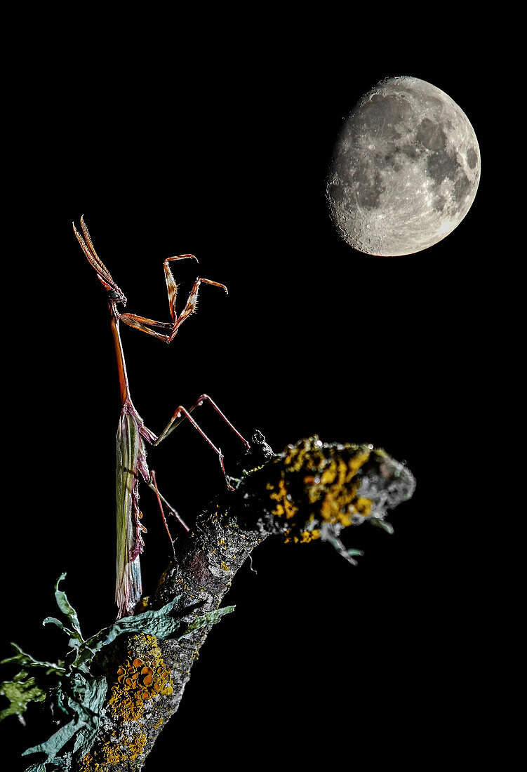 Kegelkopfschrecke (Empusa pennata) mit dem Mond im Hintergrund, Spanien