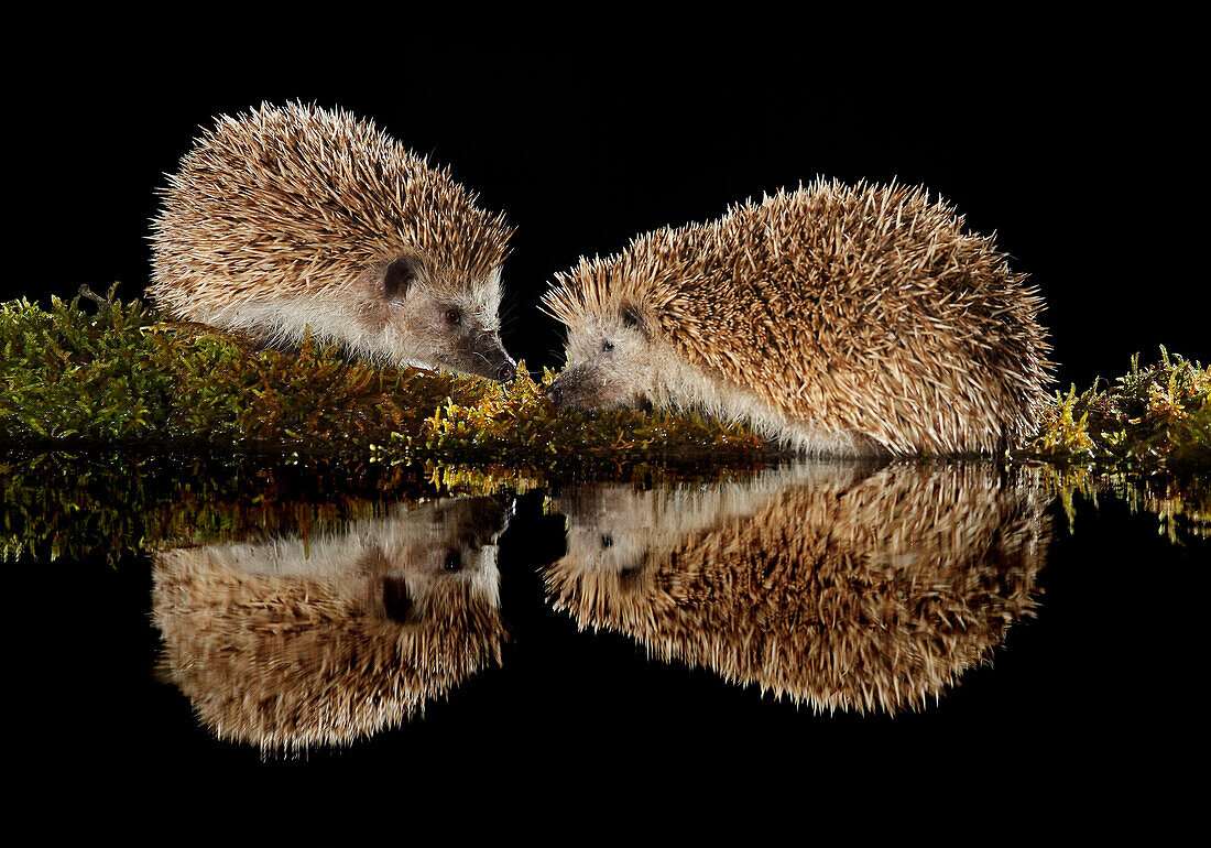 Europäisches Igelpaar (Erinaceus europaeus). Ausgewachsenes Paar beim Wassertrinken, Spanien