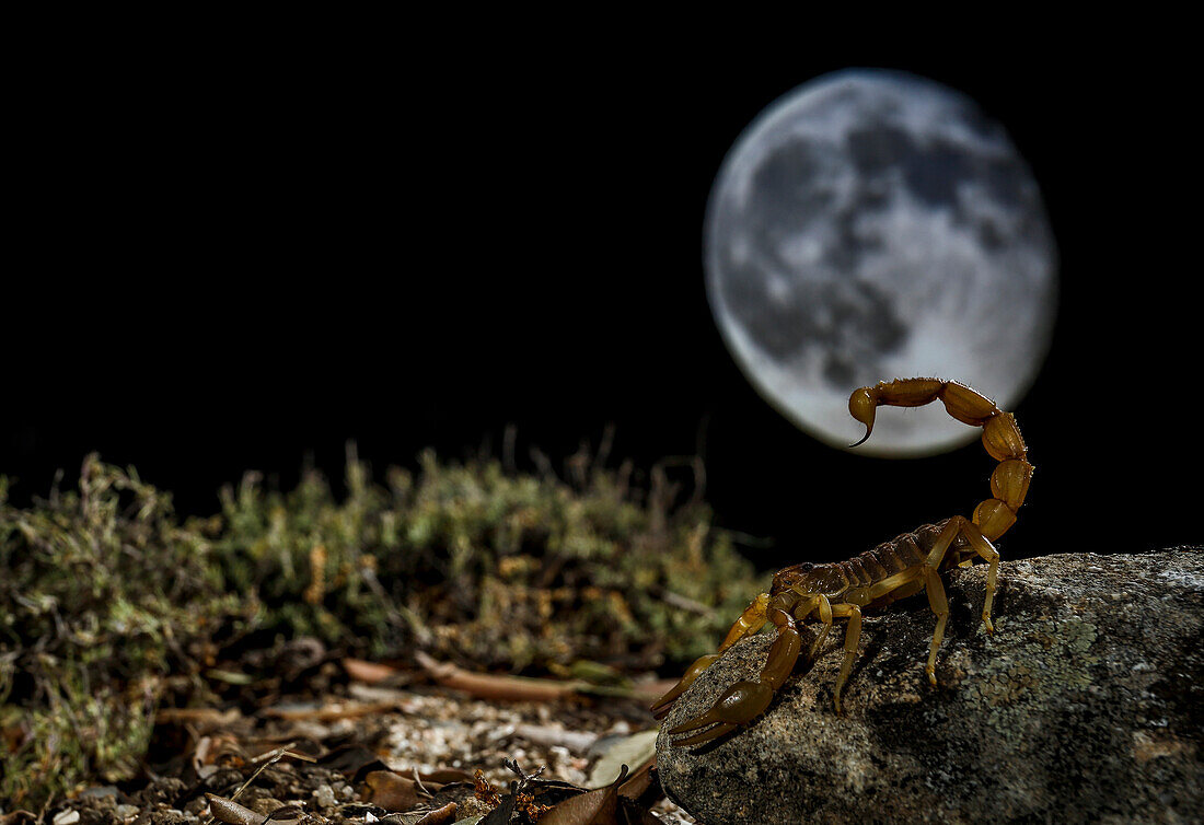 Common Yellow Scorpion, Buthus occitanus, and moon in background, Spain