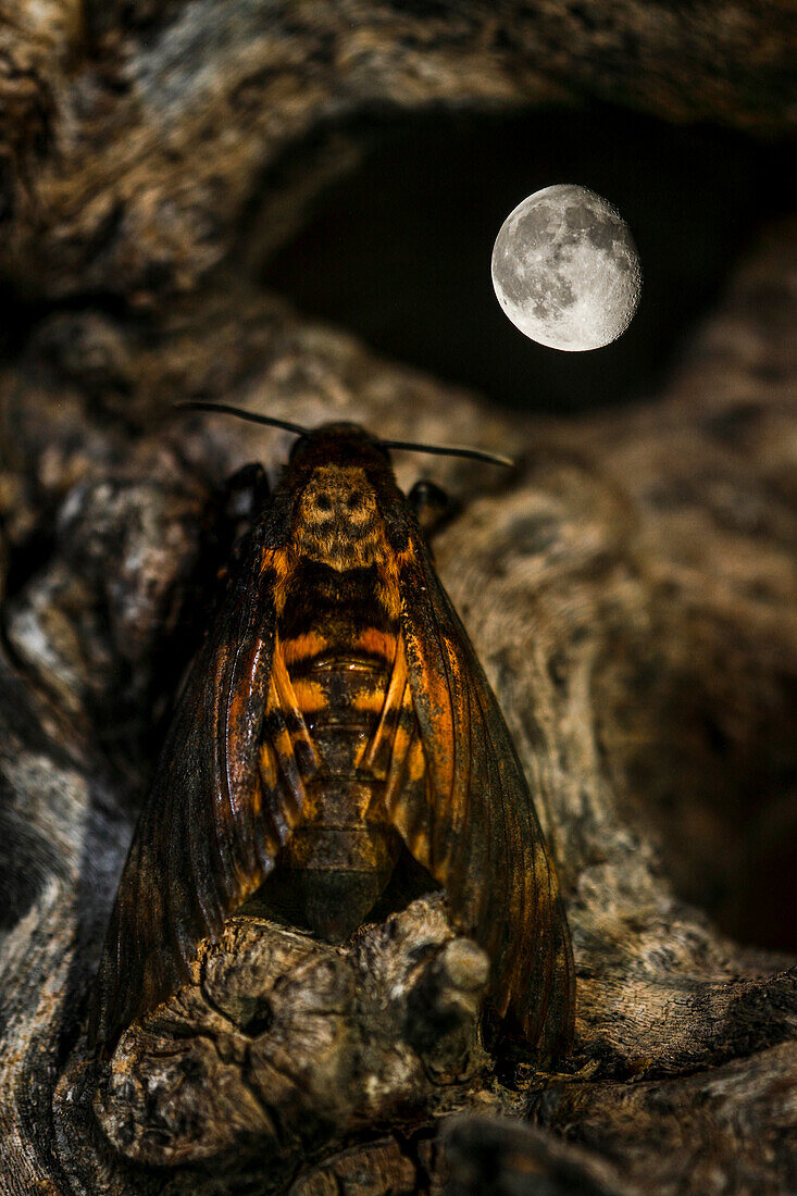 Totenkopfschwärmer (Acherontia atropo). Erwachsener Nachtfalter auf einem Baum mit dem Mond im Hintergrund, Spanien