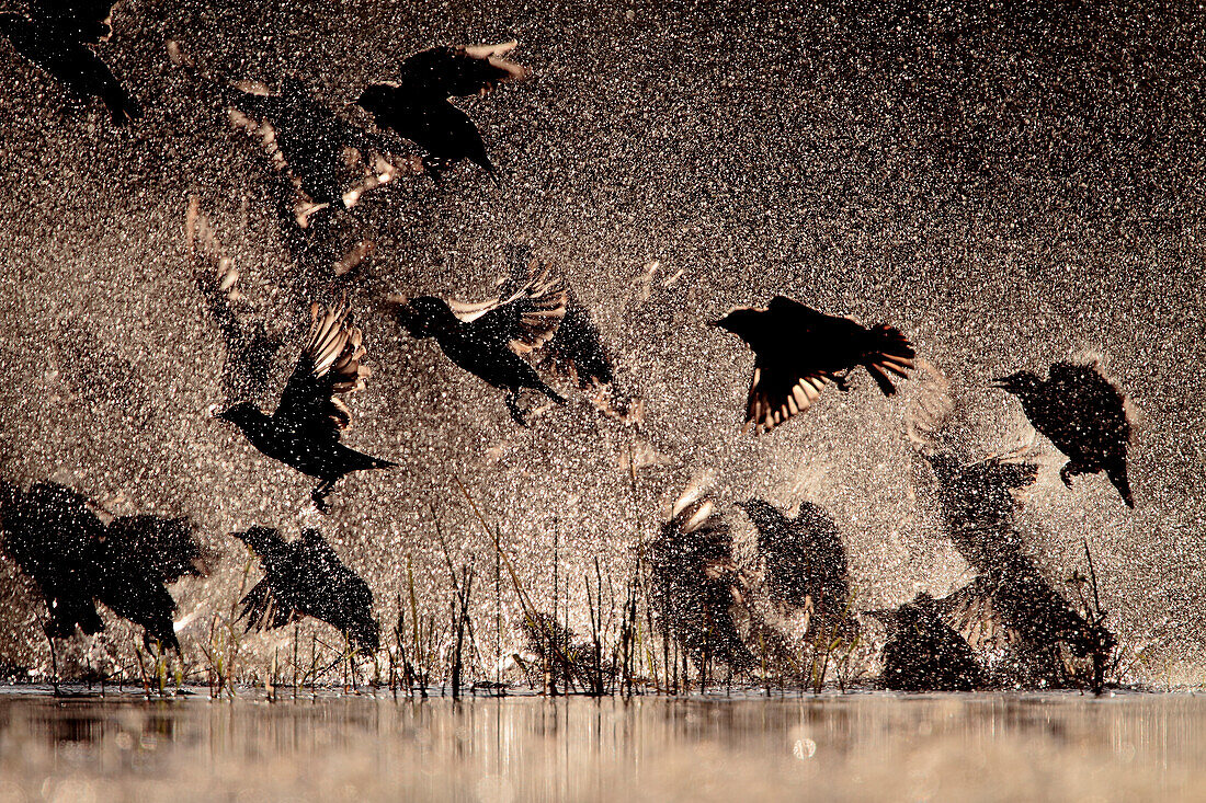 Spotless Starling group (Sturnus unicolor) flying and bathing, Spain