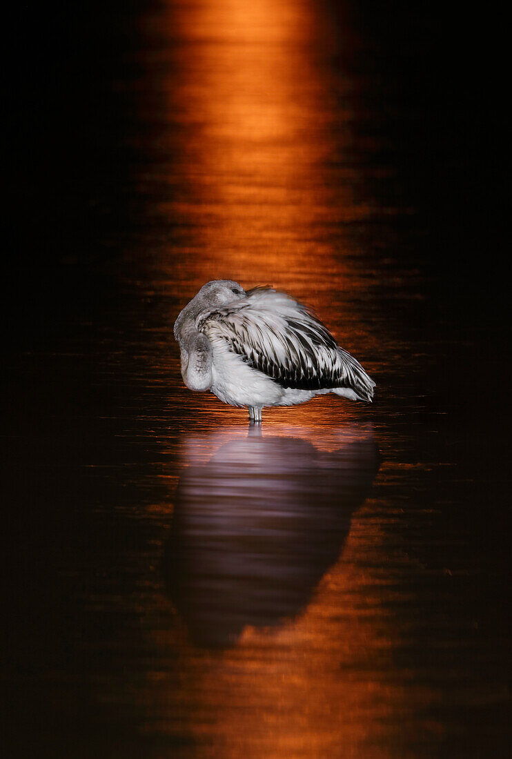 Großer Flamingo (Phoenicopterus roseus) bei Nacht, Spanien