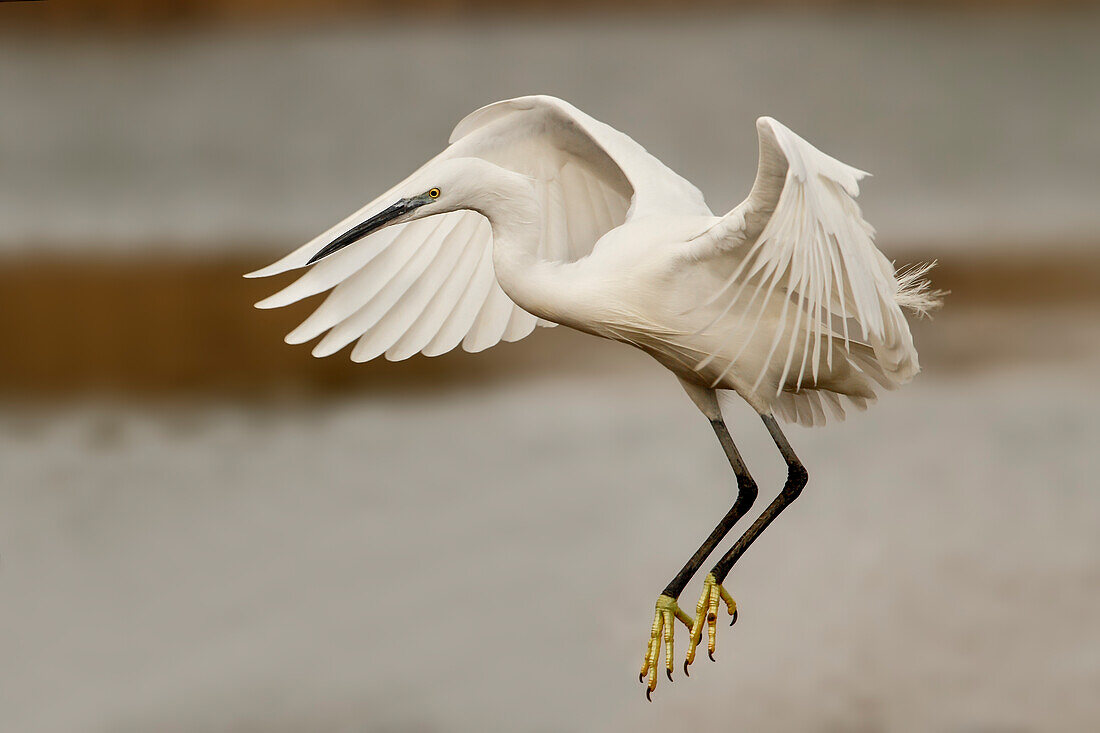 Little Egret (Egretta garzetta), Spain