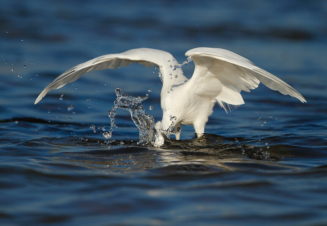 Little Egret (Egretta garzetta), Spain