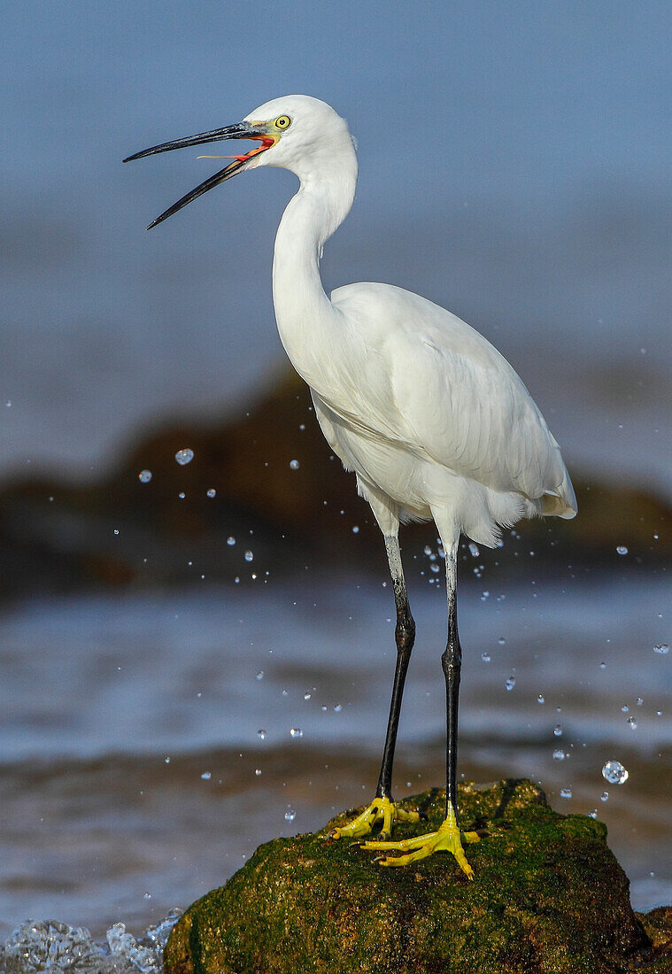 Little Egret (Egretta garzetta), Spain