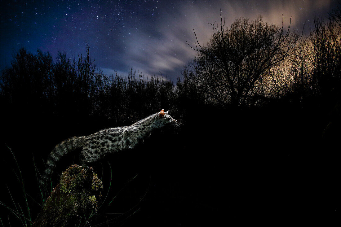 Common genet (Genetta genetta) jumping at night, Spain