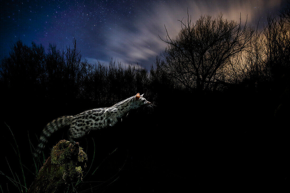 Ginsterkatze (Genetta genetta) beim Nachtsprung, Spanien