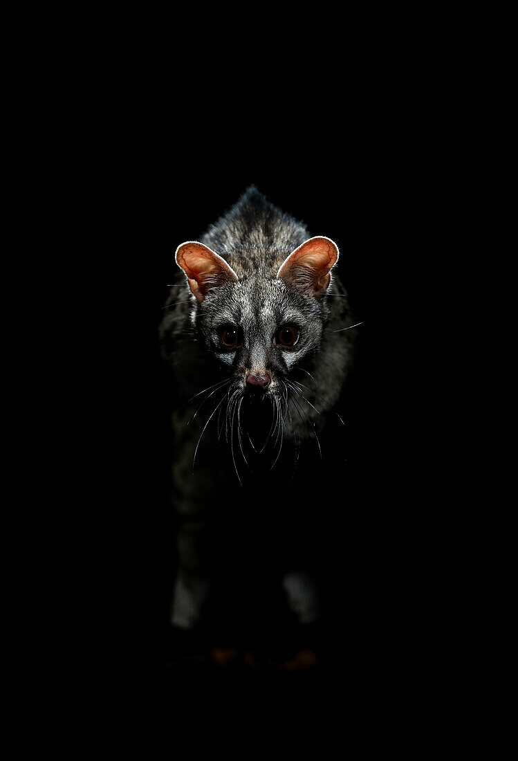 Common genet (Genetta genetta) at night, Spain