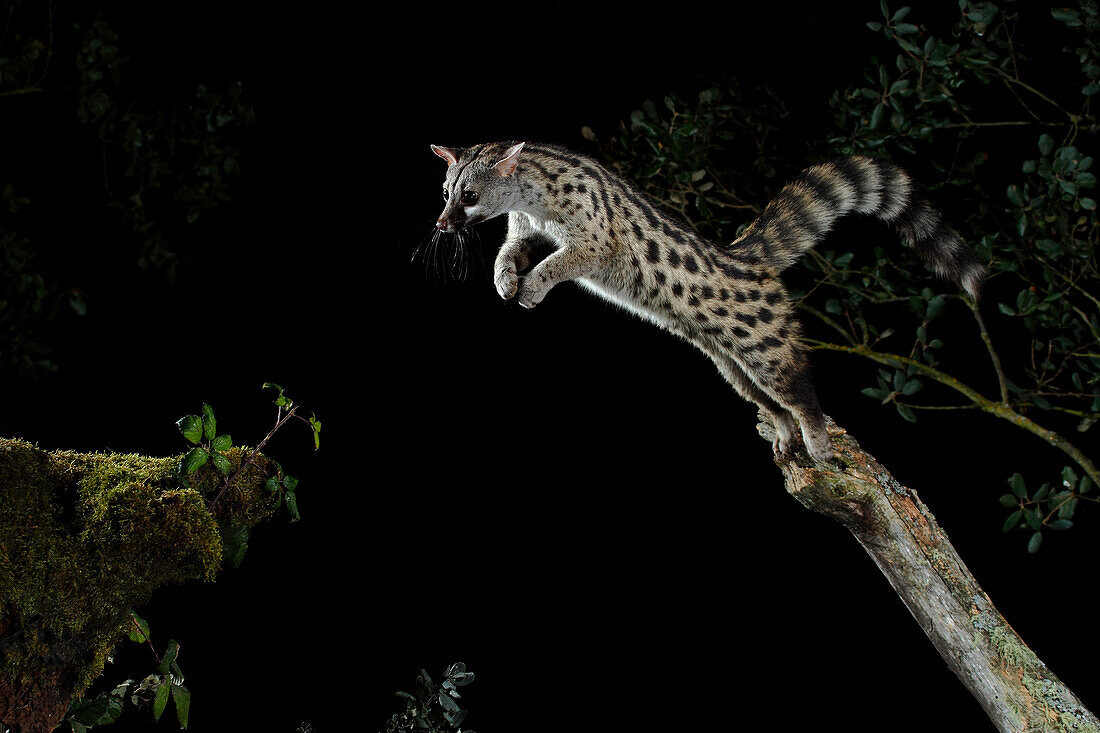 Common genet (Genetta genetta) jumping at night, Spain