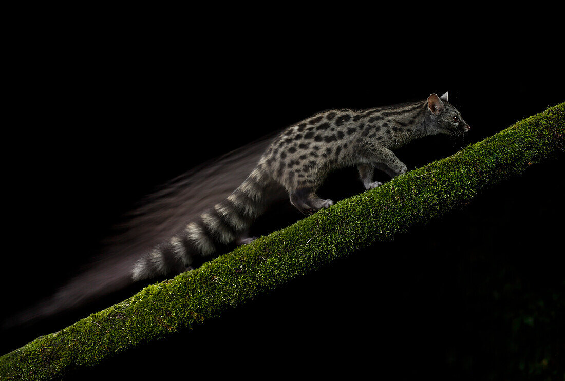 Common genet (Genetta genetta) at night, Spain