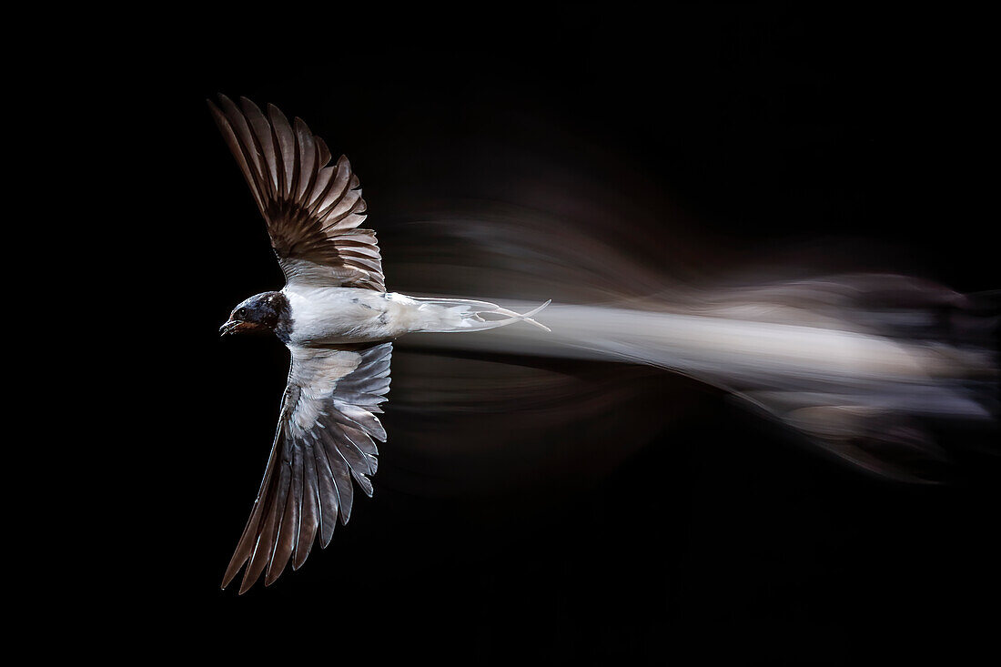 Rauchschwalbe (Hirundo rustica) Erwachsener im Flug, Salamanca, Castilla y Leon, Spanien