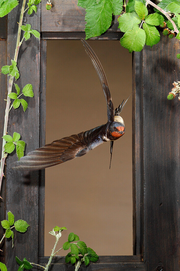 Rauchschwalbe (Hirundo rustica) fliegt durch ein Fenster, Spanien