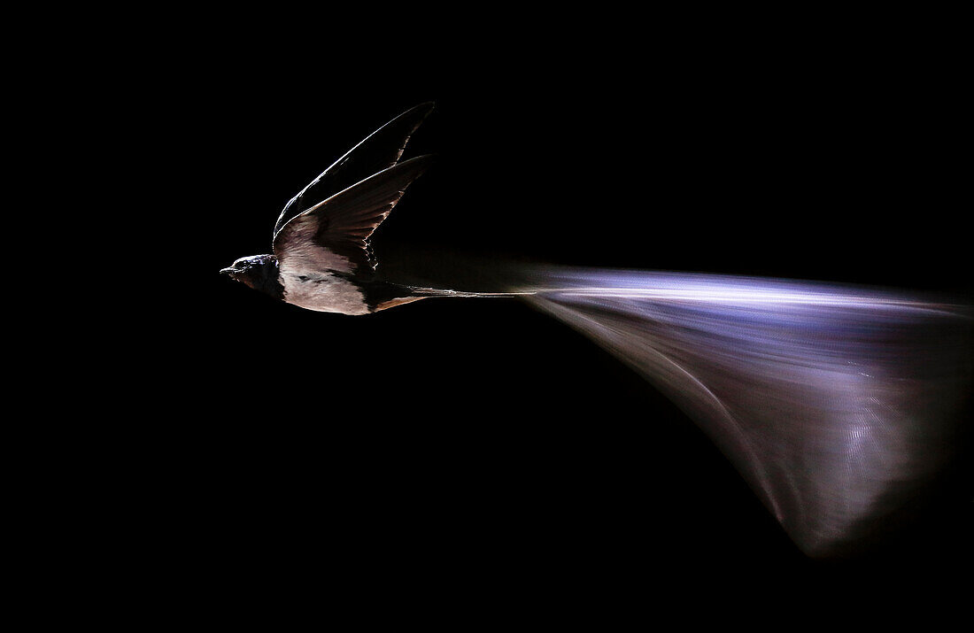 Rauchschwalbe (Hirundo rustica) im Flug gefangen, Salamanca, Castilla y Leon, Spanien