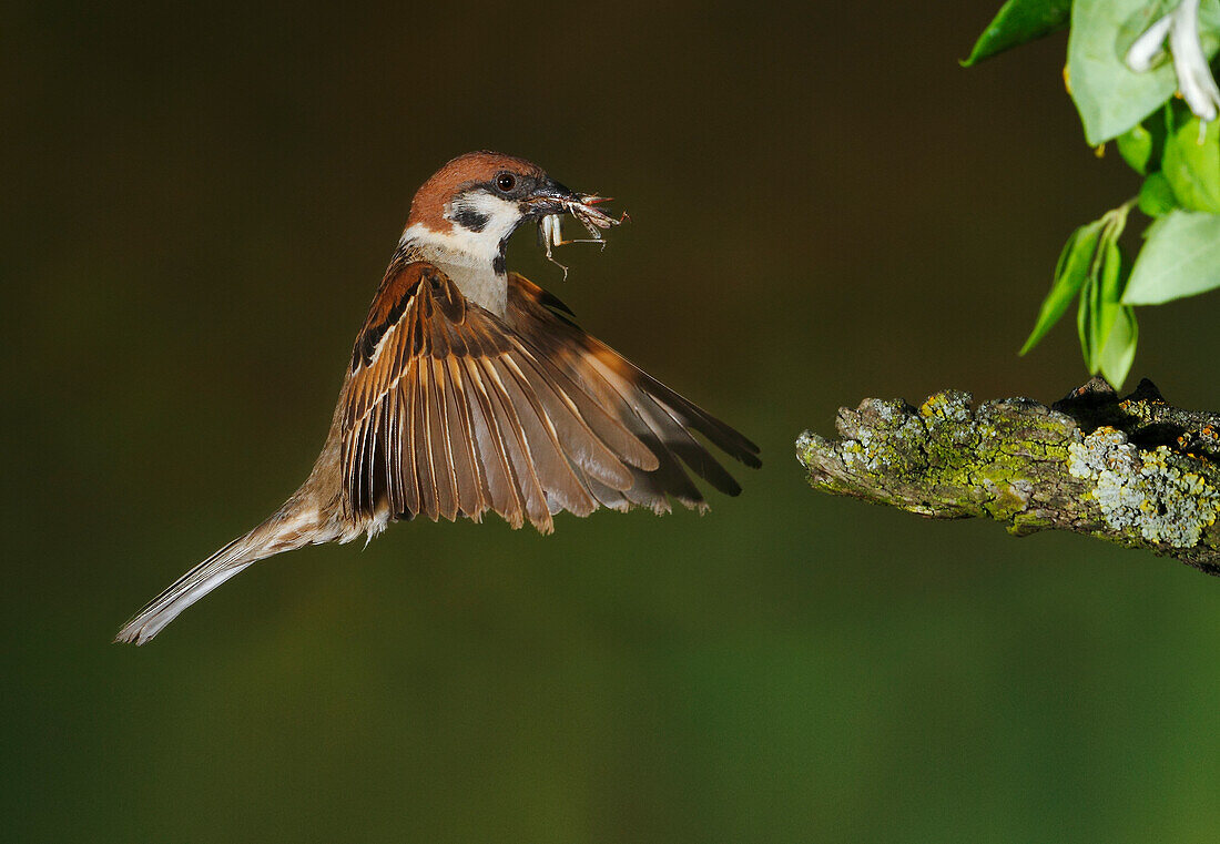 Eurasian Tree Sparrow (Passer montanus) flying with prey, Spain