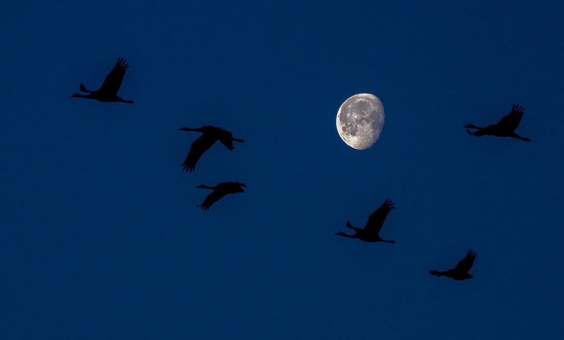 Common Crane (Grus grus) group flying at sunrise with moon in background, Spain