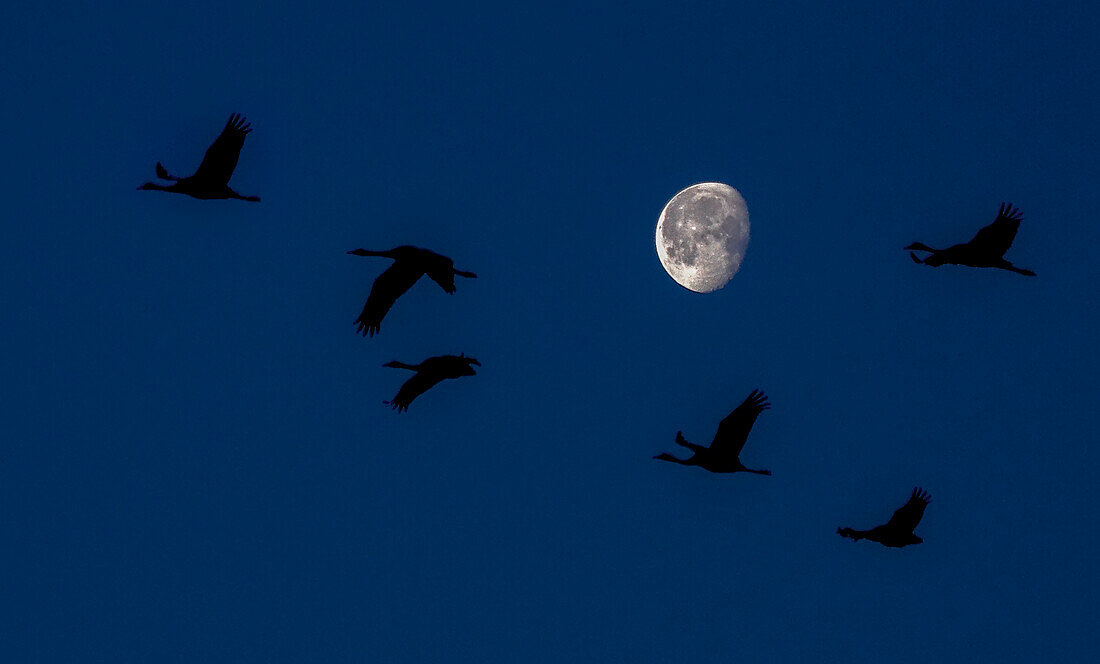 Kranichgruppe (Grus grus) im Flug bei Sonnenaufgang mit Mond im Hintergrund, Spanien