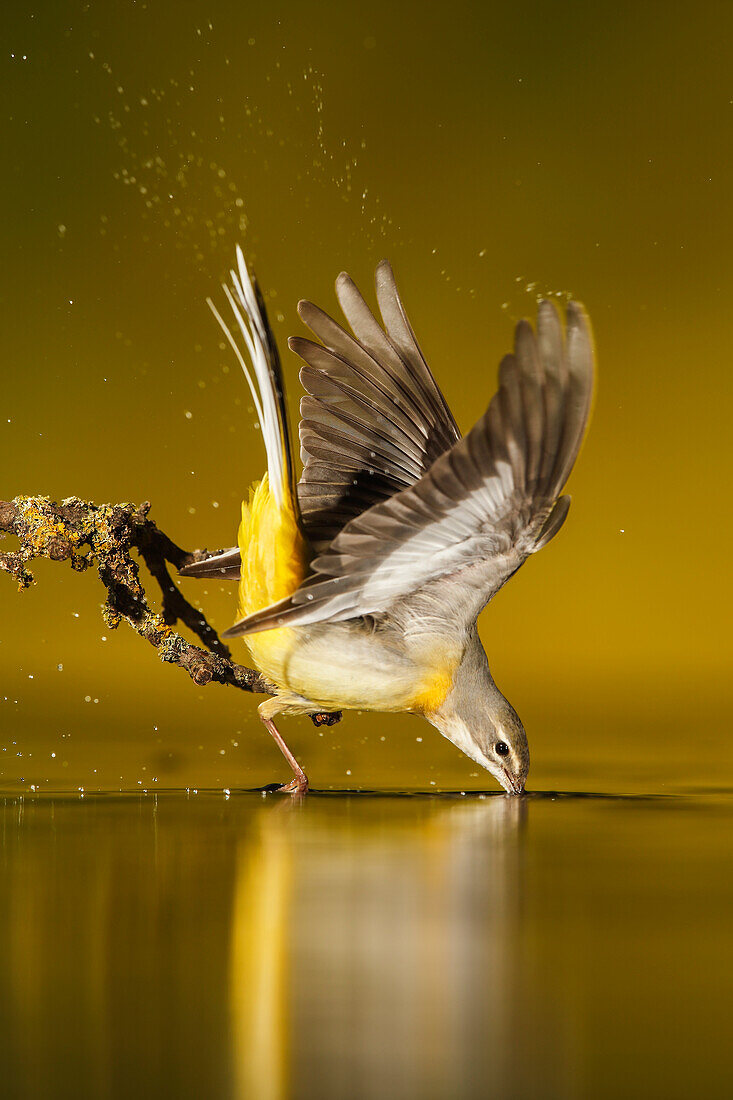 Adult Grey Wagtail (Motacilla cinerea) drinking water, Spain