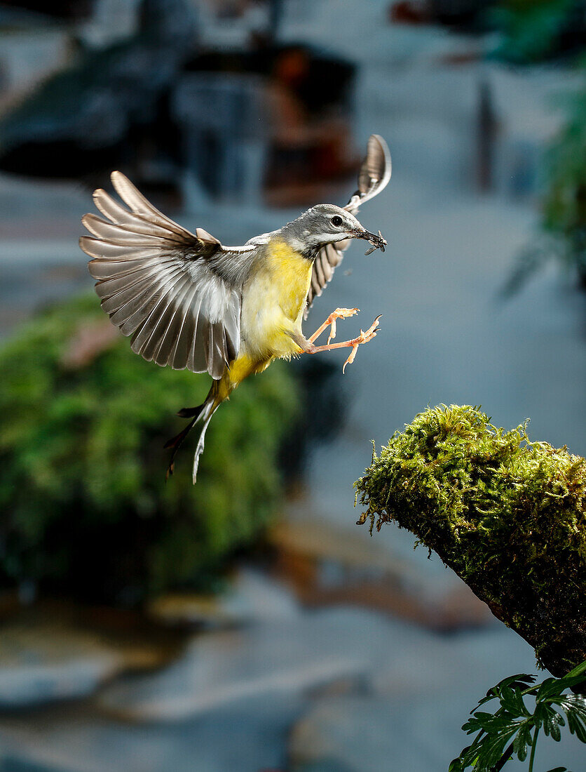 Adult Grey Wagtail (Motacilla cinerea) in flight, Spain