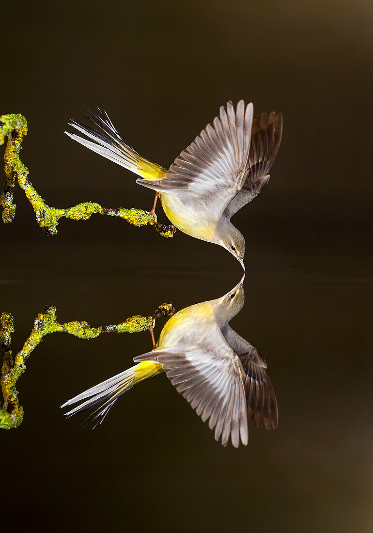 Adult Grey Wagtail (Motacilla cinerea) drinking water, Spain