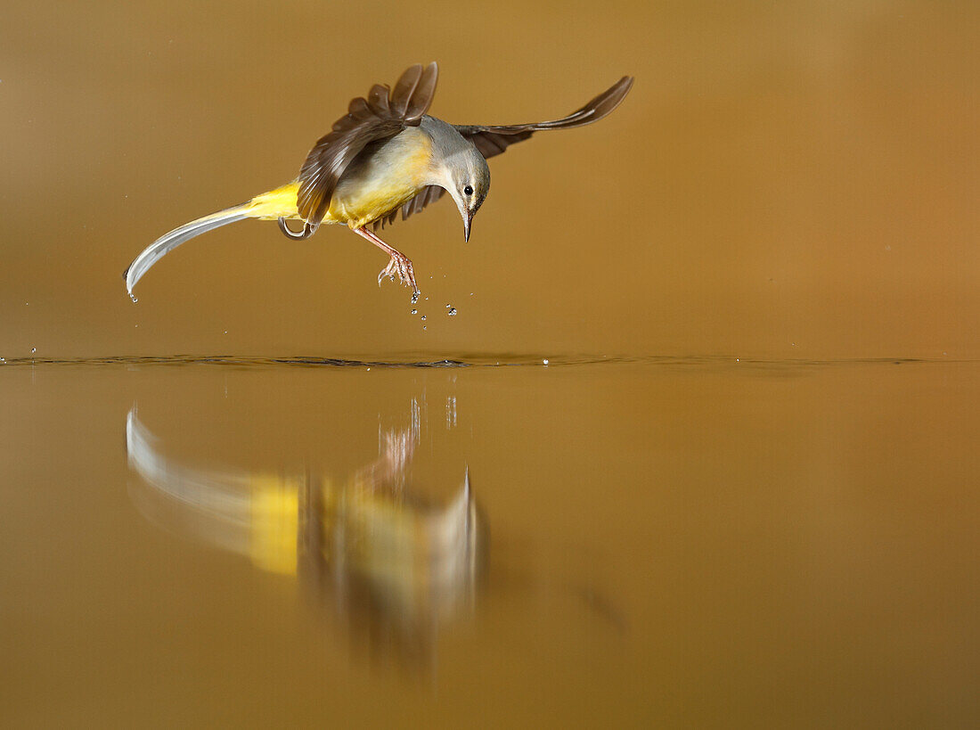 Adult Grey Wagtail (Motacilla cinerea) drinking water, Spain