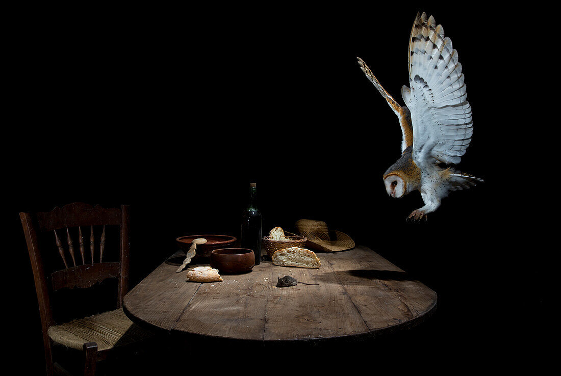 Schleiereule (Tyto alba) bei der nächtlichen Jagd auf eine Maus in einem Bauernhof, Spanien