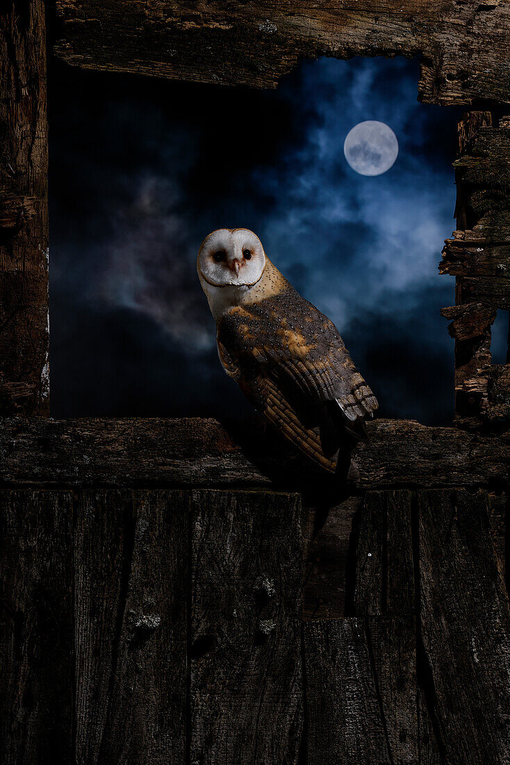 Night portrait of a Barn owl (Tyto alba) with the moon behind, Salamanca, Castilla y Leon, Spain