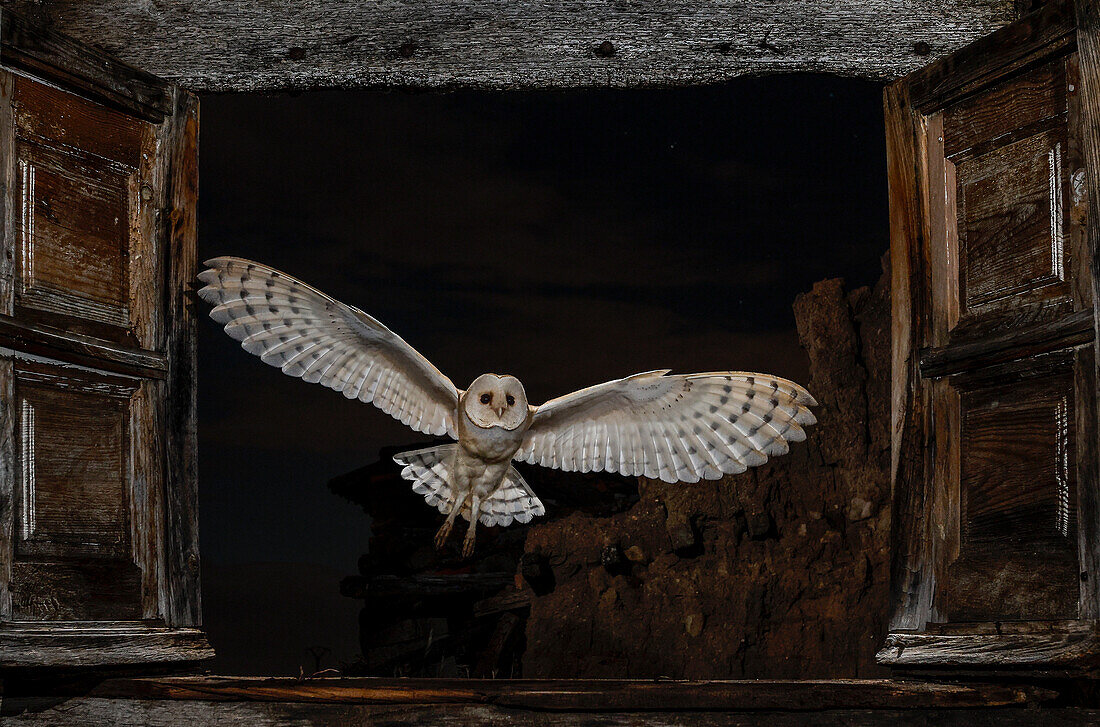 Porträt einer Schleiereule (Tyto alba) im Nachtflug, Salamanca, Castilla y Leon, Spanien