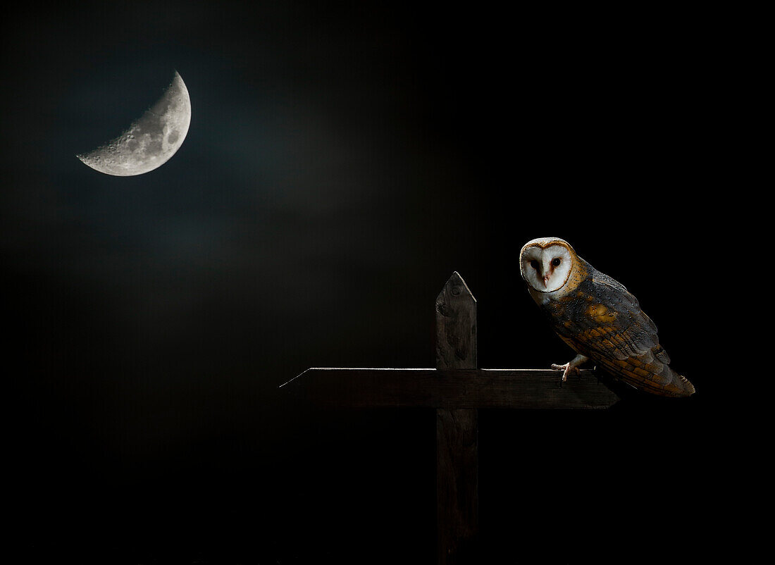 Barn owl (Tyto alba) with moon in background, Spain