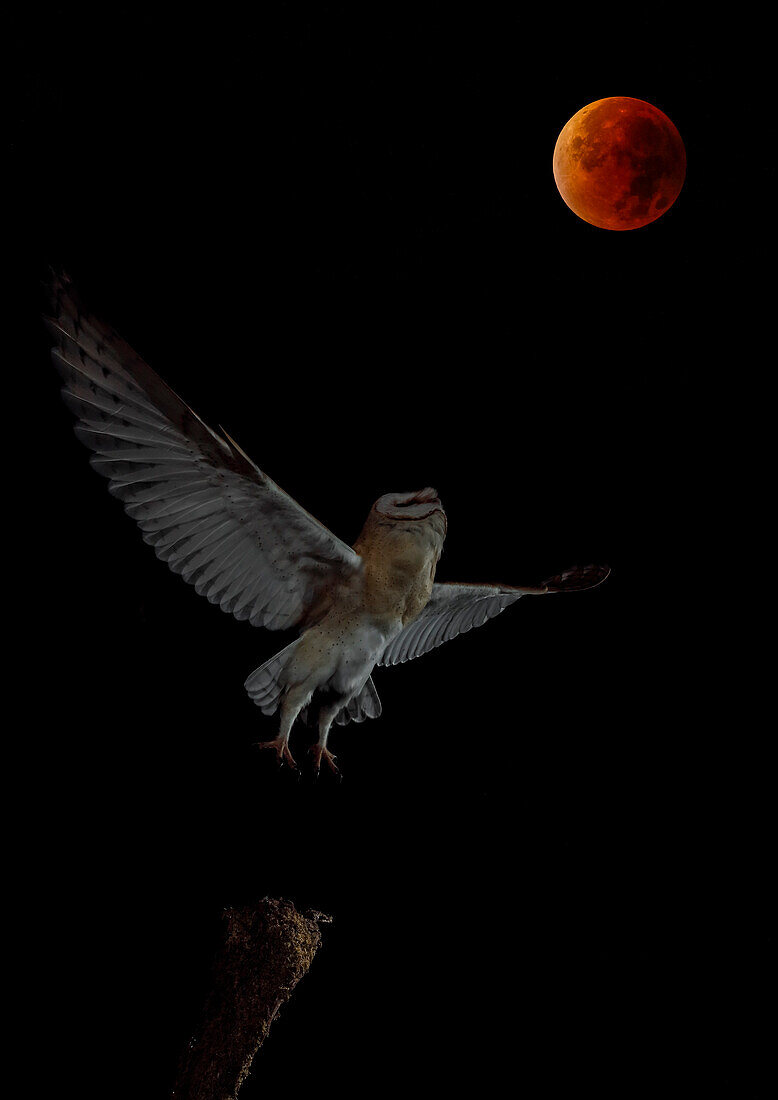 Schleiereule (Tyto alba) mit rotem Mond im Hintergrund, Spanien