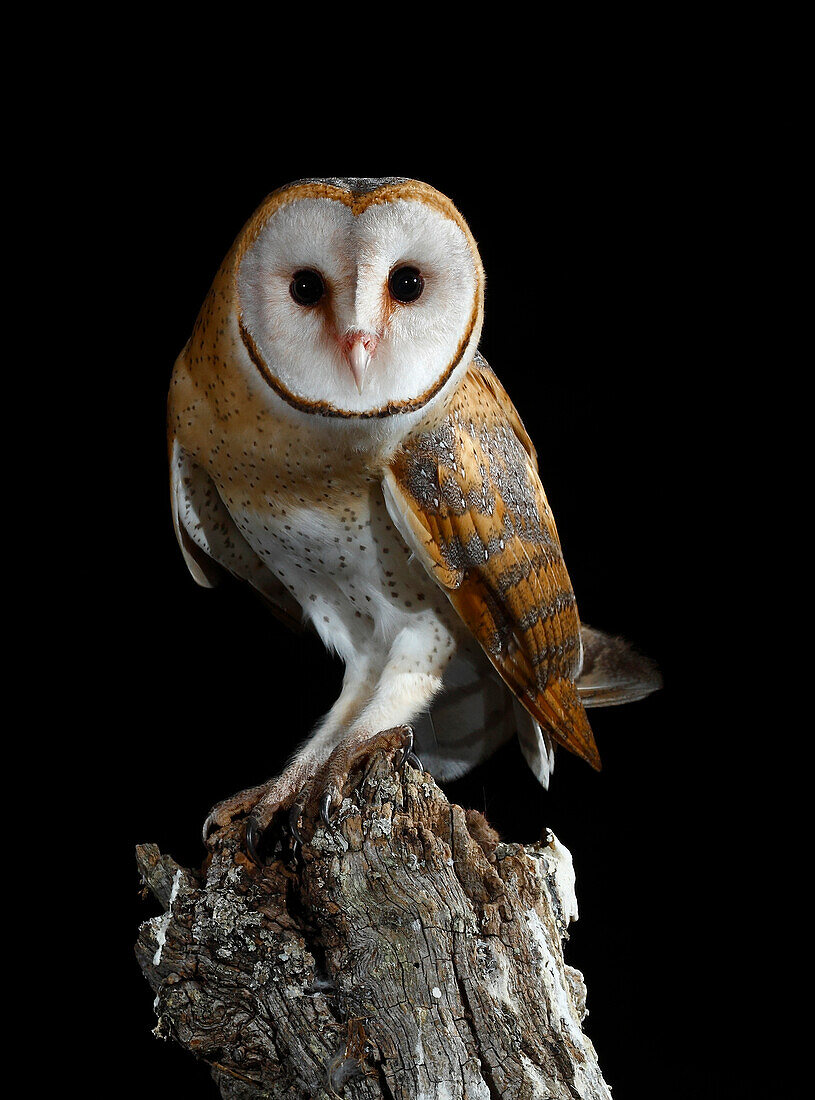 Schleiereule (Tyto alba), Spanien