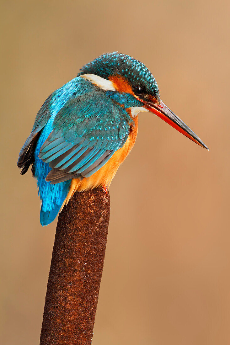 Eisvogel (Alcedo atthis), Spanien