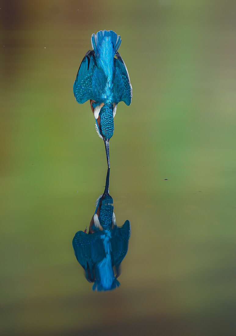 Common Kingfisher (Alcedo atthis) diving, Salamanca, Spain